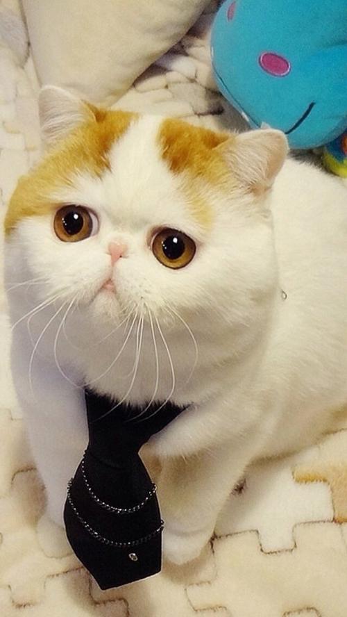 ͨ䲿Сͳ޾Ӫ߲泵ṩ